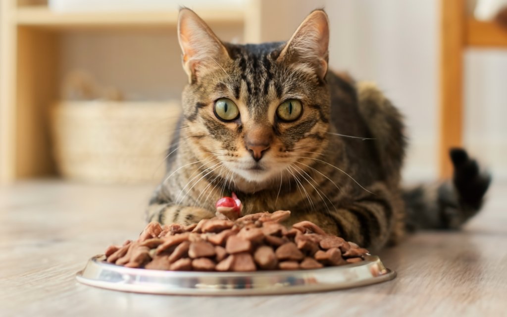 Is Costco Cat Food Good? | CostcoFY